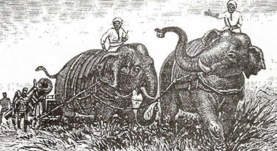 Слоны и пиррова победа