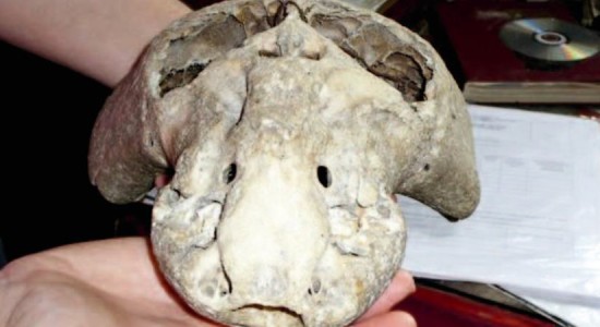 Таинственный череп и след «Аненербе»