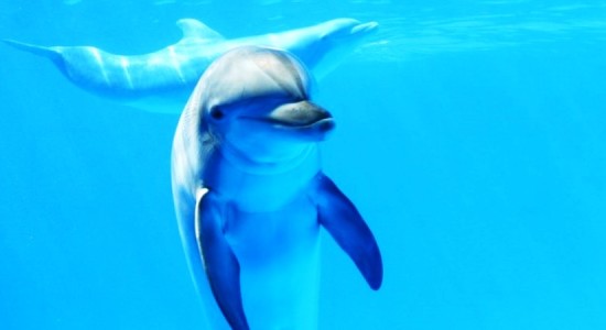Серёжин дельфин