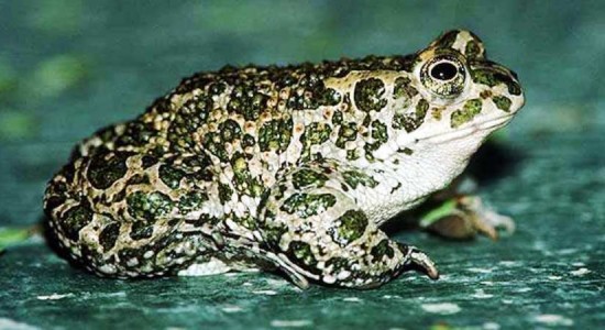 Странствия зелёных жаб
