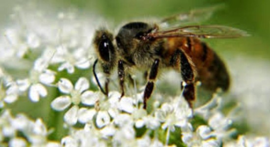 Пчёлы и люди