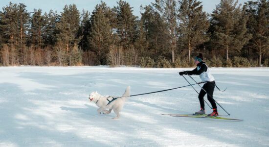 Лыжи + собака =
