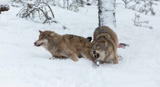 К вопросу об опасности волков