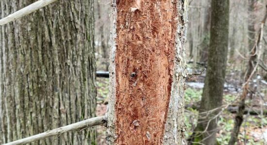 Уссурийский полиграф: мифы и реальность