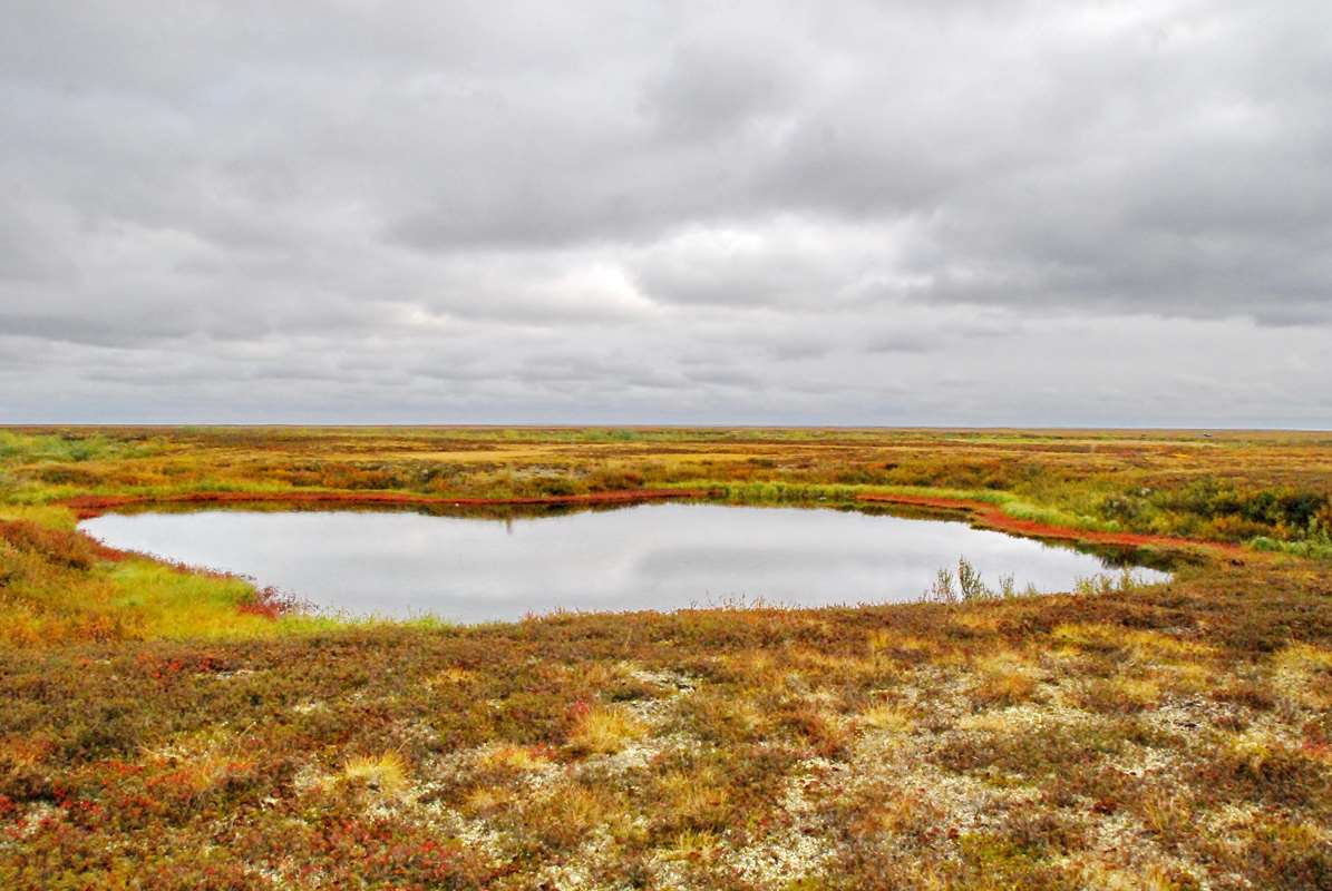 Термокарстовое озеро среди бугристых торфяников