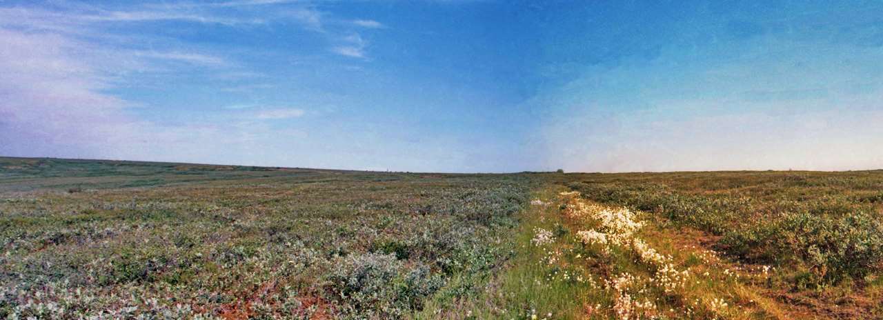 Старая тракторно-вездеходная дорога.