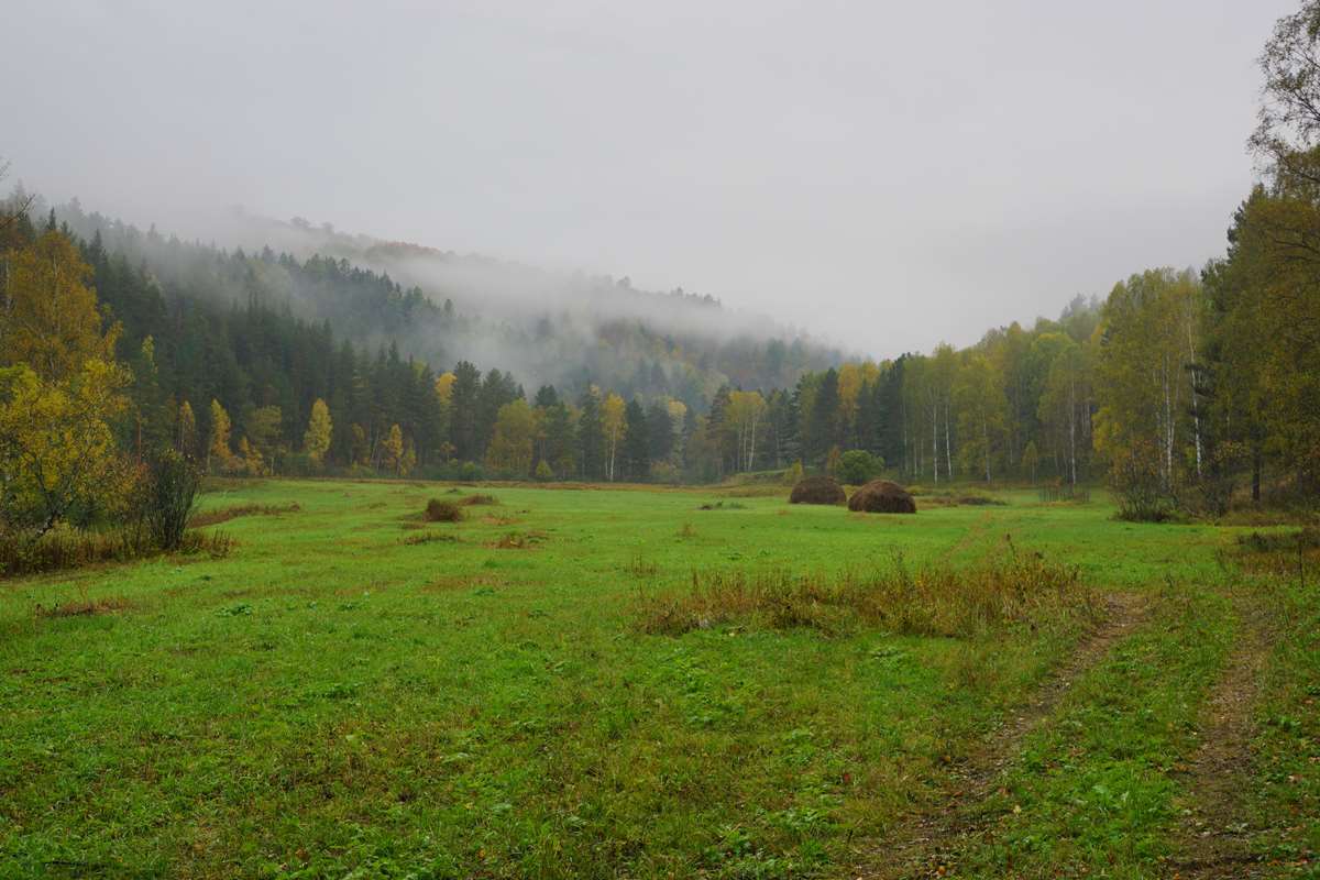Лесная поляна