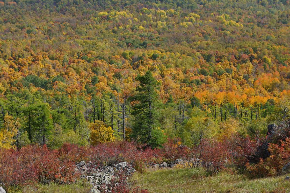 Вид с Масима на живописный лес