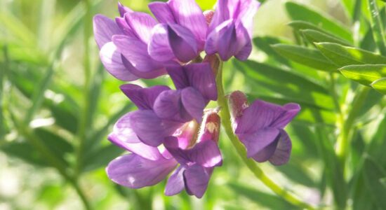 Редкие растения Урала: рисунок vs фотография