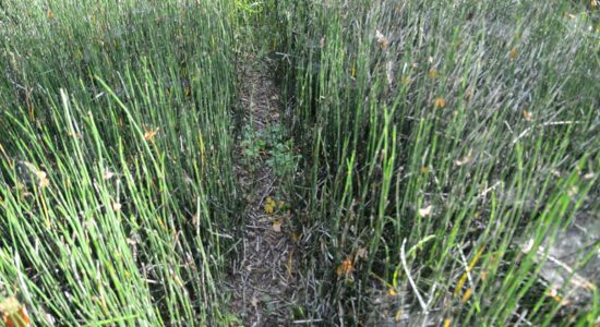 Приключения незваного гостя