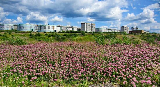 Ботанические сюрпризы Воркуты