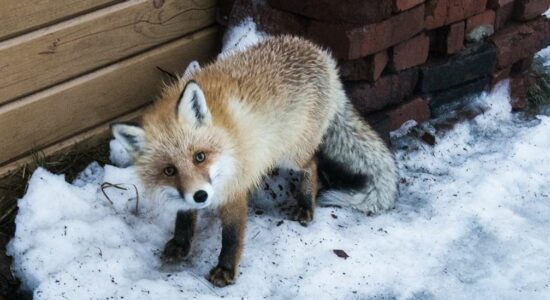 Просто вперёд