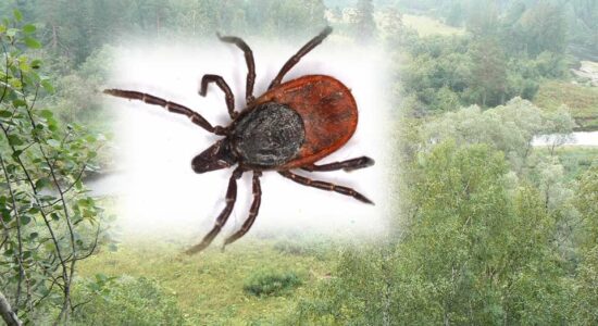 Осторожно: «мистер икс»