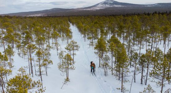 По лосиным следам
